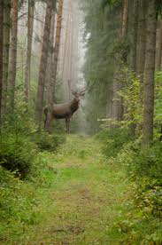 big buck in forest