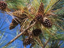pine cone 1